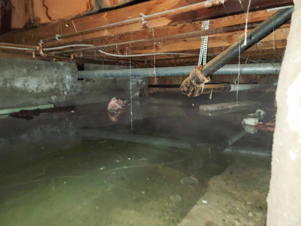 Best Professional water damage repair  in Alsip, IL